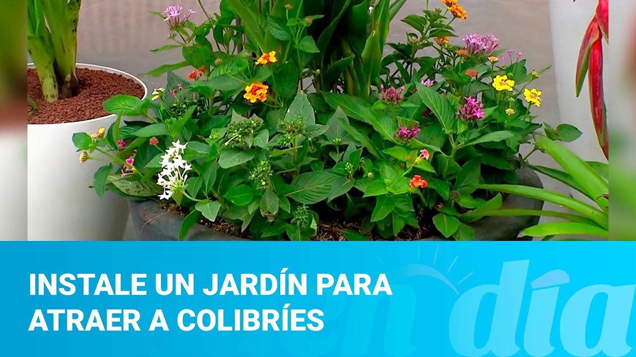 Instale un jardín para atraer a colibríes