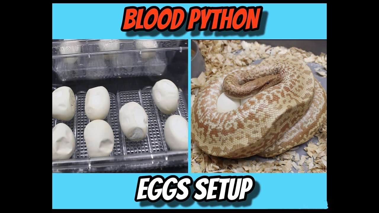 How we pull and setup Blood Python eggs!