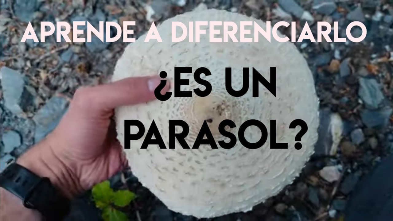 Aprende a diferenciar el parasol (Macrolepiota procera) de los parasoles t&oacute;xicos y lepiotas mortales