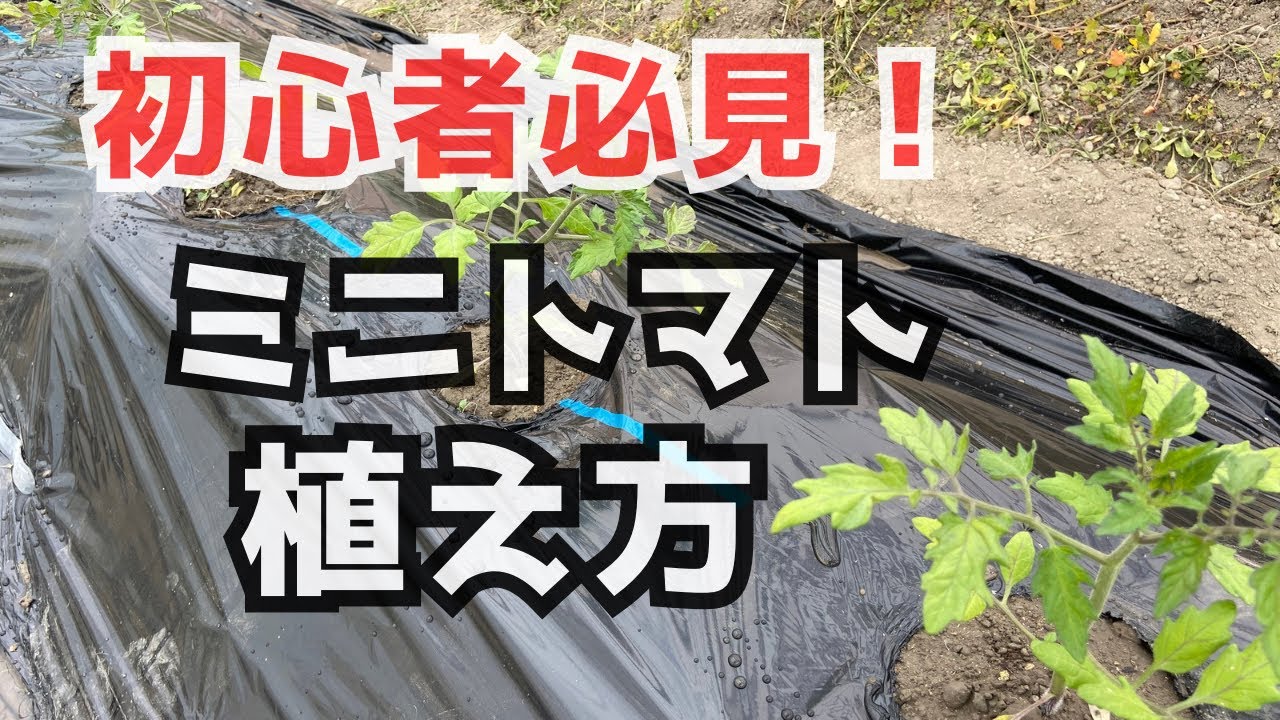 【作業完全版】畑作りから植え付けまで「家庭菜園ミニトマト」