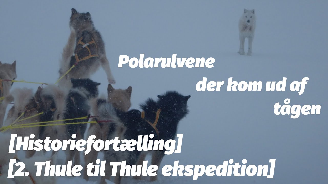 Polarulve i Daugaard-Jensen Land – En magisk oplevelse under 2. Thule til Thule ekspeditionen