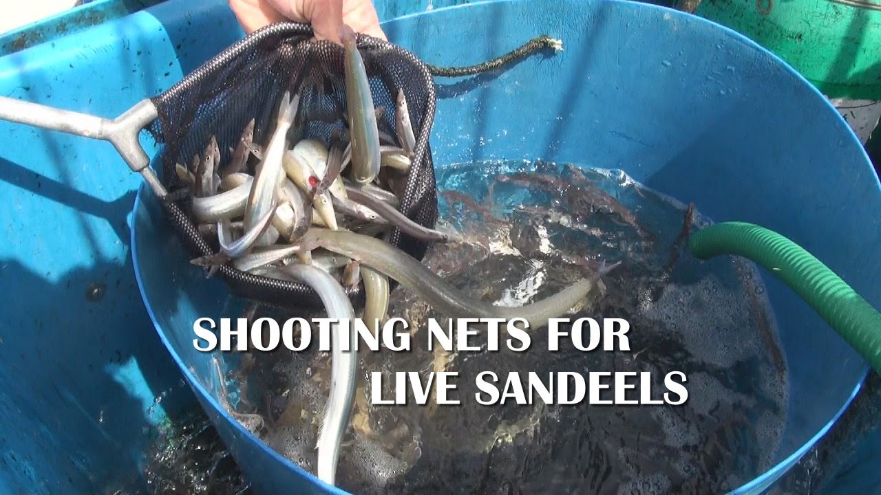 Shooting the nets for live sandeels on the Shambles Bank out of Weymouth UK