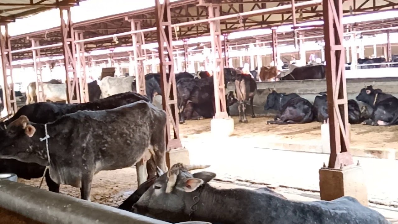 जय गुरुदेव आश्रम मथुरा गौशाला