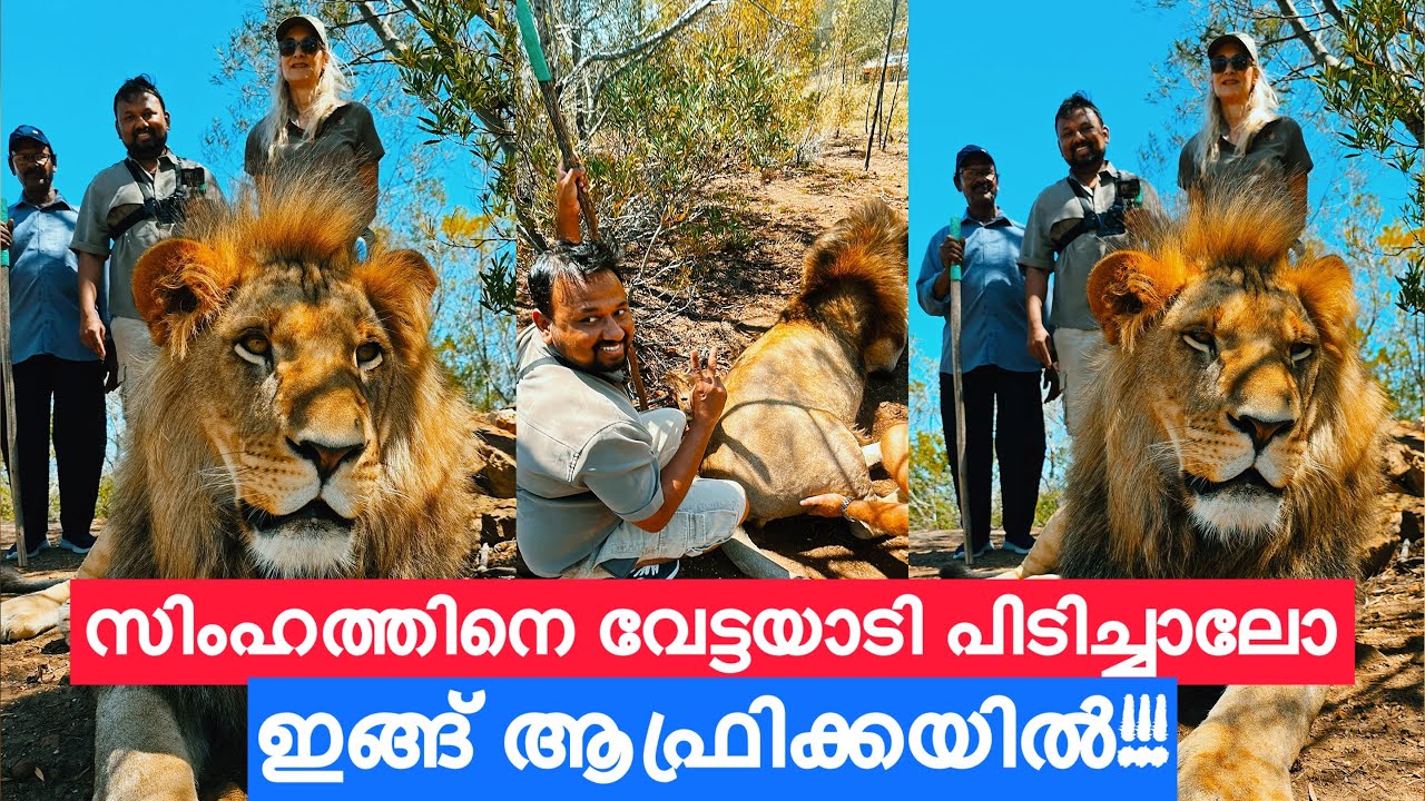 അച്ഛനേം കൂട്ടി സിംഹത്തിനെ പിടിക്കാൻ പോയതാ GUYS 😱