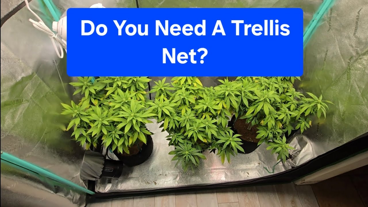 Do you need a Trellis net for growing cannabis? When, and why it's necessary or not!