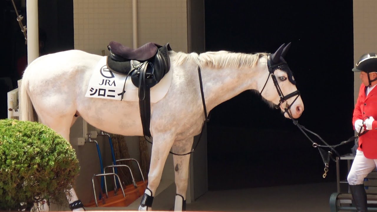 【誘導馬】シロニイ 5R以降の午後出勤時にパドックで待ちぼうけする 現地映像