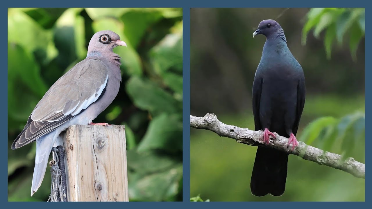 9 Most Unique Wild Pigeons In The World [hindi]