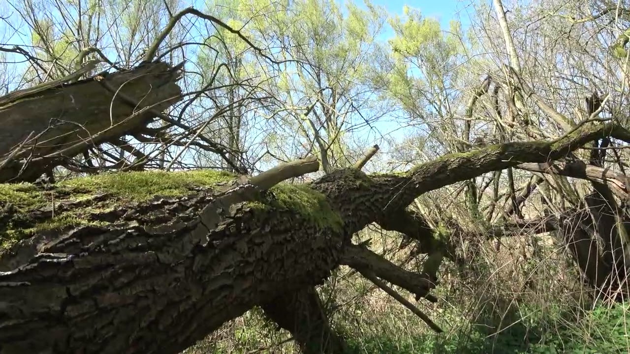 Nature reserve t Gulden Land Helmond, the Netherlands
