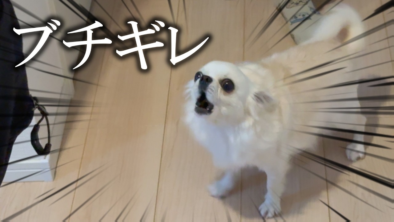 【密着#19】温厚チワワの逆鱗に触れた相手とは…？！