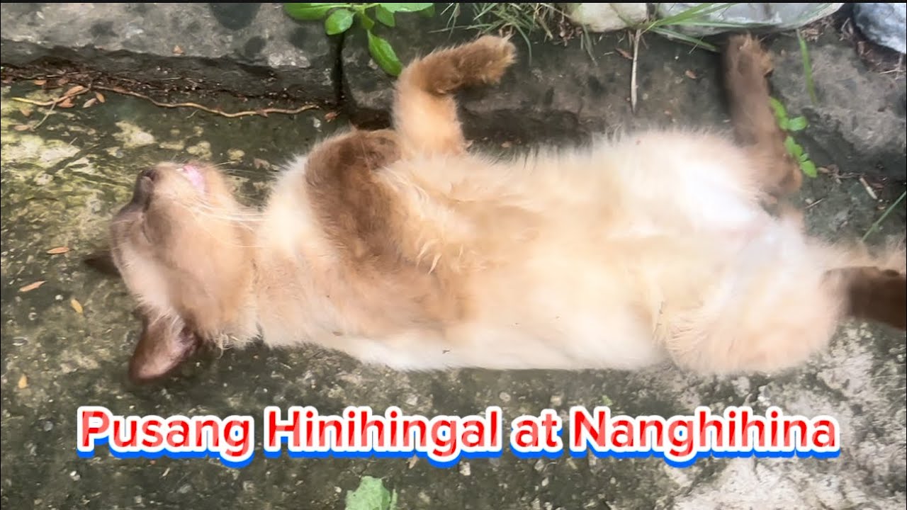 Pusang hinihingal at nanghihina