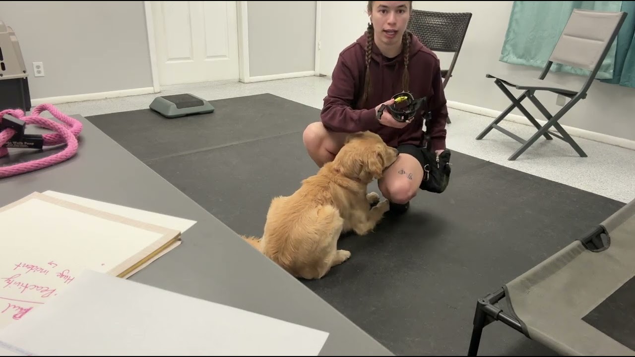Muzzle training with Ellie. How to introduce the muzzle to a dog.