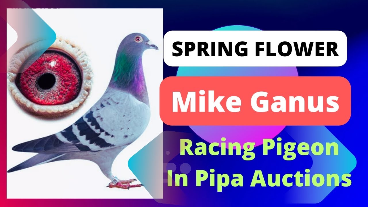 One Of The Expensive Racing Pigeon Bloodline The Mike Ganus Family For Sale In Pipa Pigeons Auction
