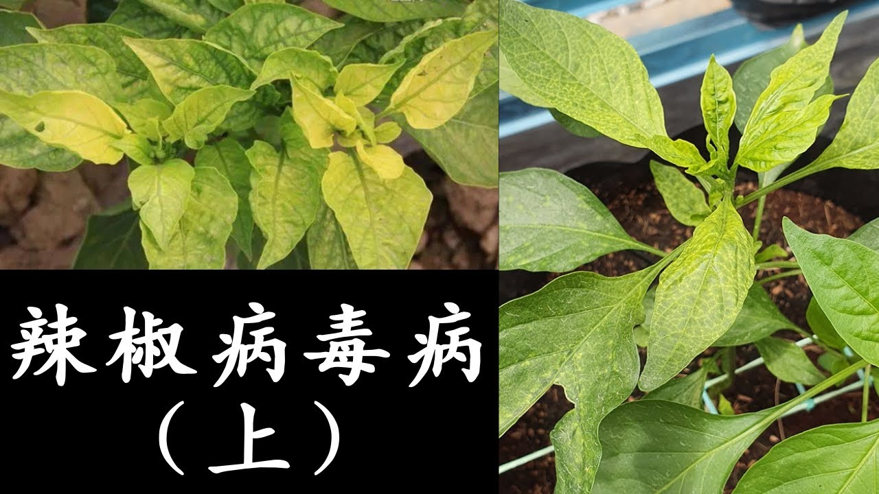 农业 2021: 种植 2021｜辣椒病毒病 (上)