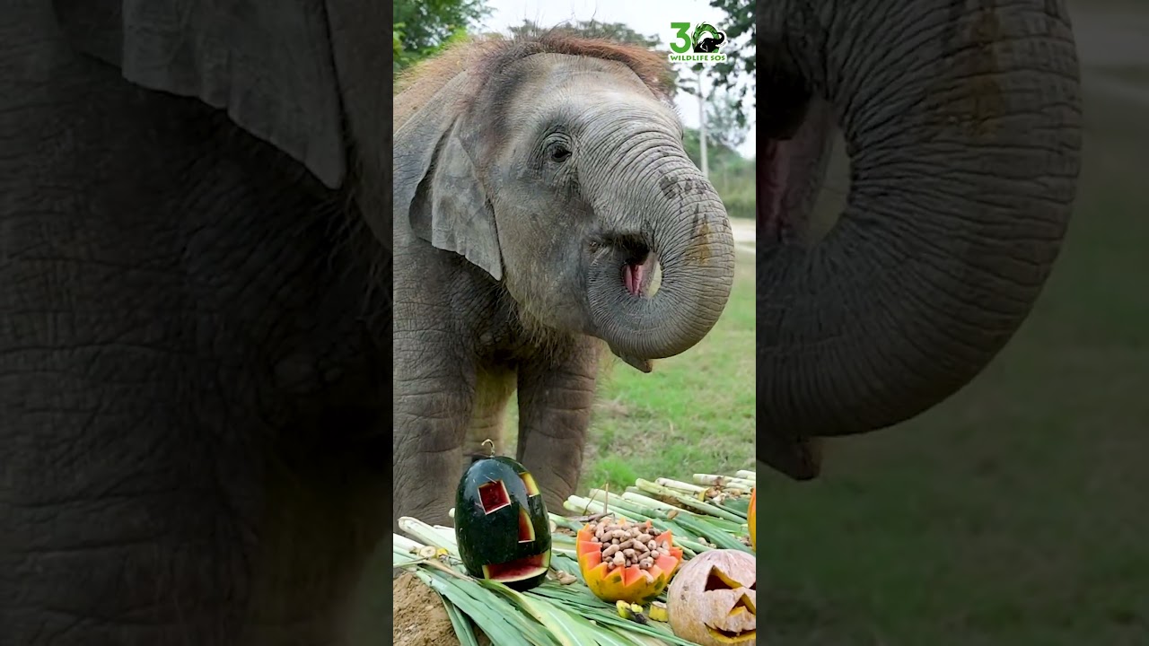 It&rsquo;s #Halloween and baby Bani at the Wildlife SOS #ElephantHospitalCampus couldn&rsquo;t be more excited!