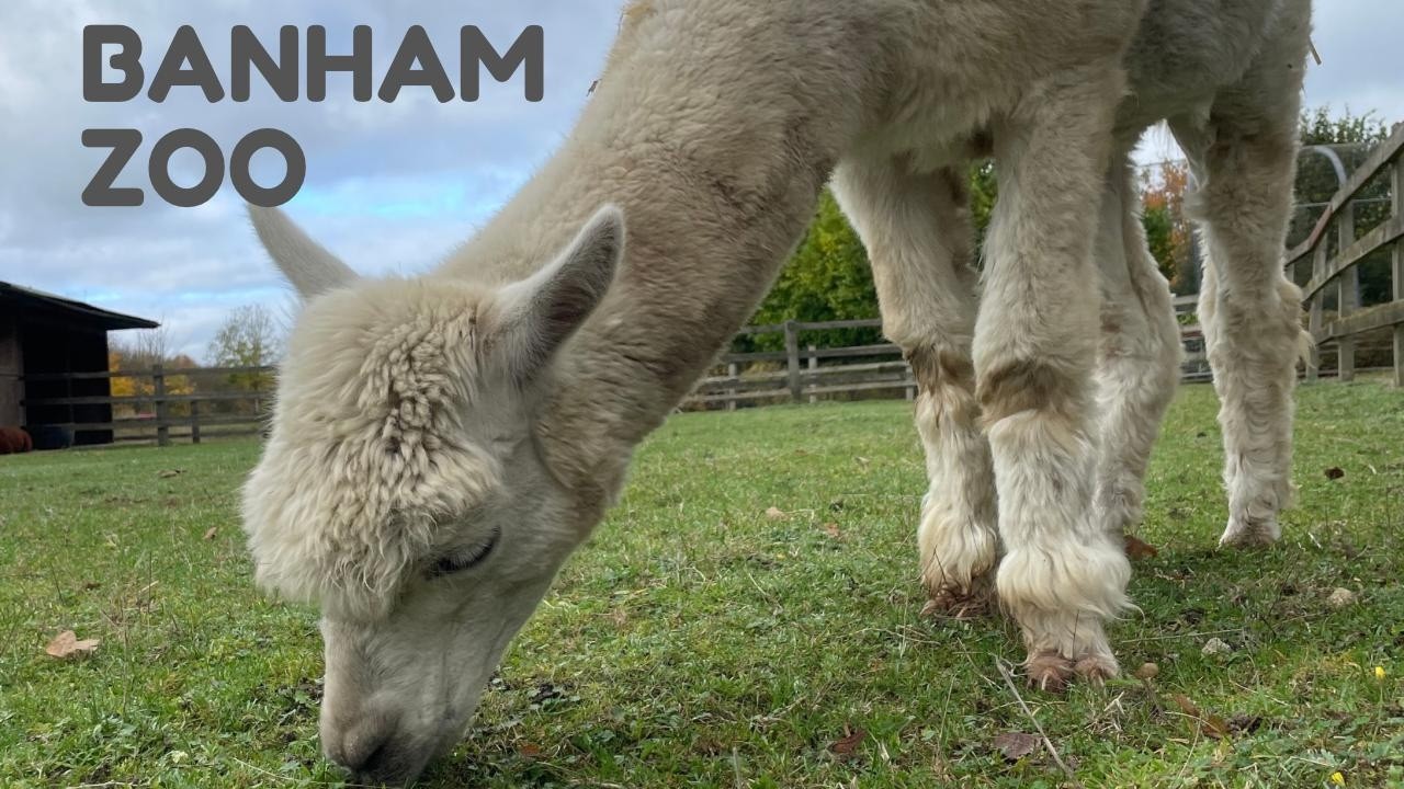 NORFOLK GEM: Exploring Banham Zoological Gardens (UK Wildlife Park)