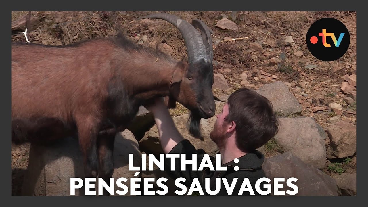 Un lieu, des histoires à Linthal : pensées sauvages - Episode 1/4