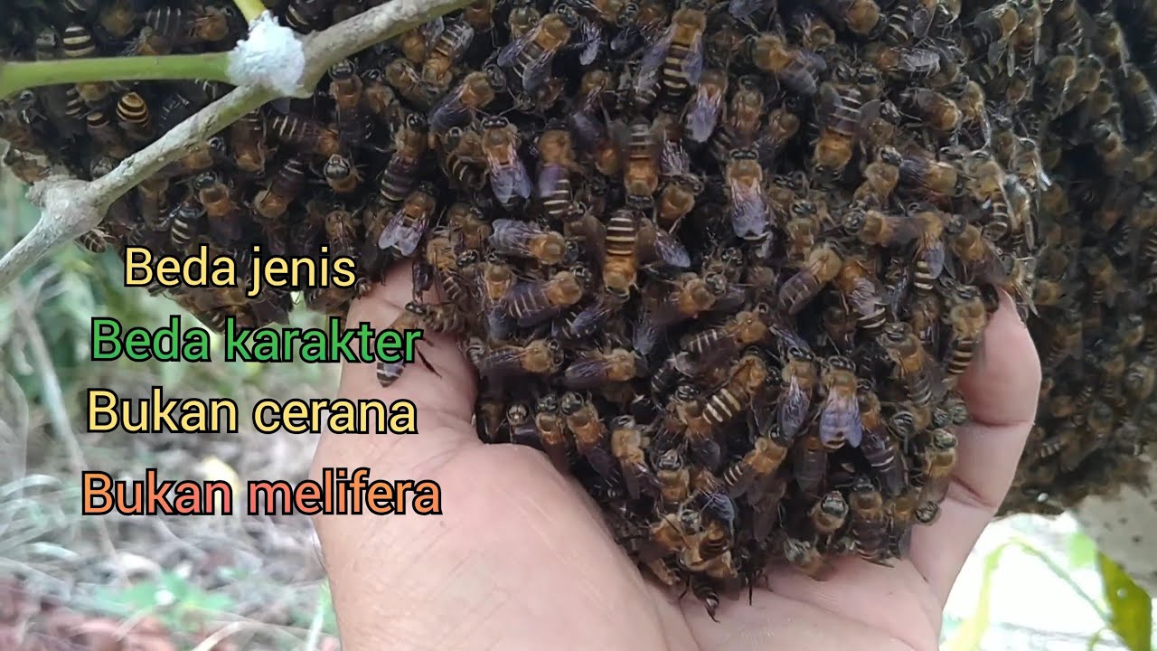 Tak di sengaja menemukan koloni super lebah Apis cerana hitam ( Apis nuluensis )