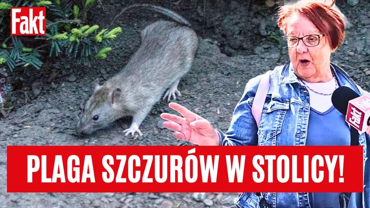 SZOK! Plaga szczurów w centrum Warszawy... Mieszkańcy są oburzeni: są ich tabuny! | FAKT