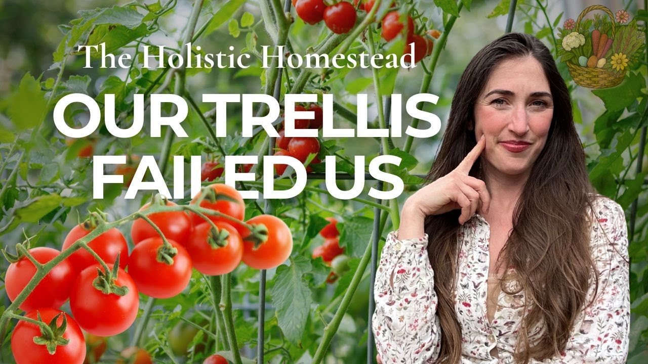 Our Tomato Arch Collapsed… Here’s What Happened 😬🍅