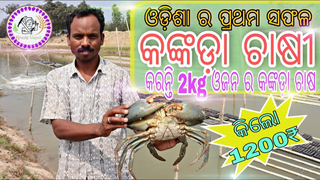 ଓଡ଼ିଶା ର ସଫଳ କଙ୍କଡ଼ା ଚାଷୀ | successful mud crab farming in Odisha | କିଲୋ ବିକନ୍ତି 1200 ଟଙ୍କା ରେ,