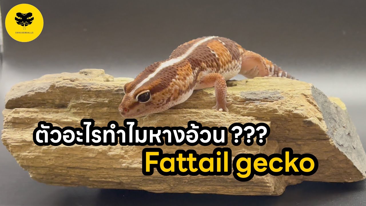 [EP1] ตุ๊กแกหางอ้วนคืออะไร ??? | Fattail gecko