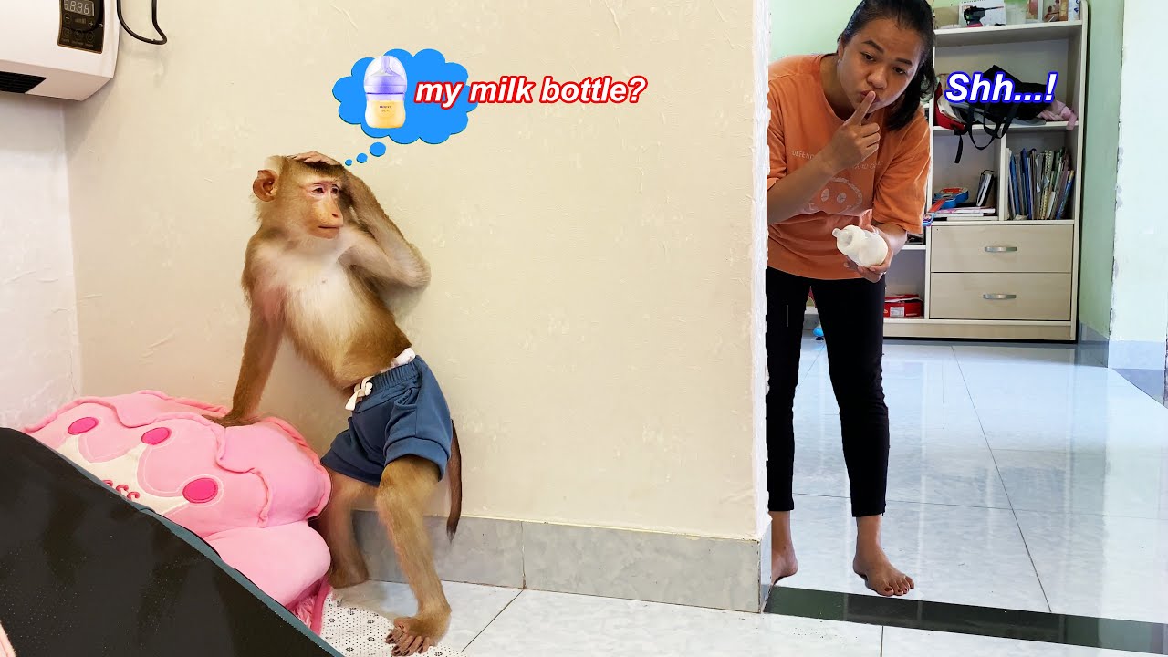 Lyly... stop that right now! Monkey Lyly rummaged through the room just to find the milk bottle.