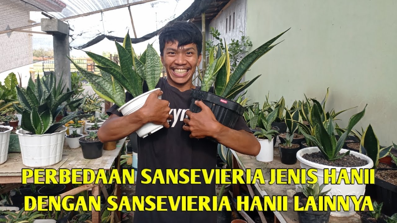 PERBEDAAN SANSEVIERIA JENIS HANII DENGAN JENIS HANII LAINNYA || SANSEVIERIA INDONESIA