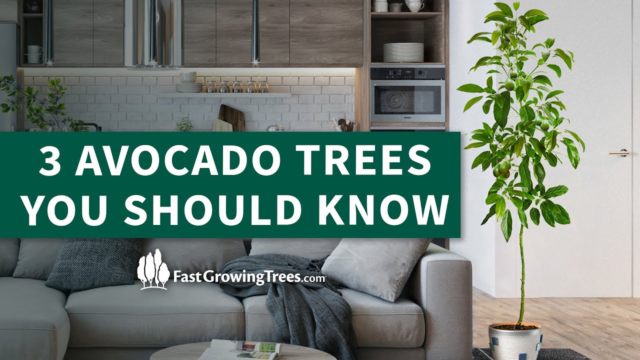 3 Avocado Trees You Should Know - Hass, Cold Hardy, & Condo&trade; | FastGrowingTrees.com