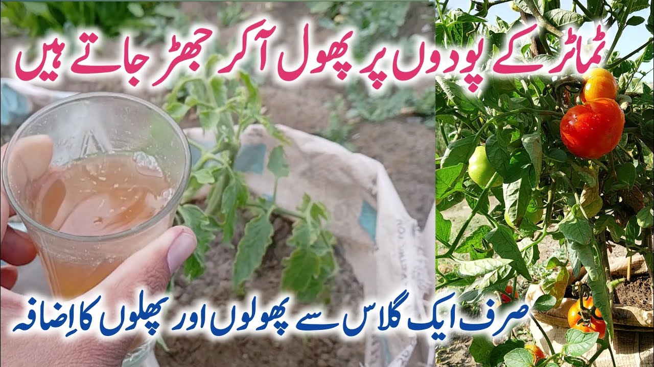 Best homemade organic fertilizer for tomato plants || How to grow tomato