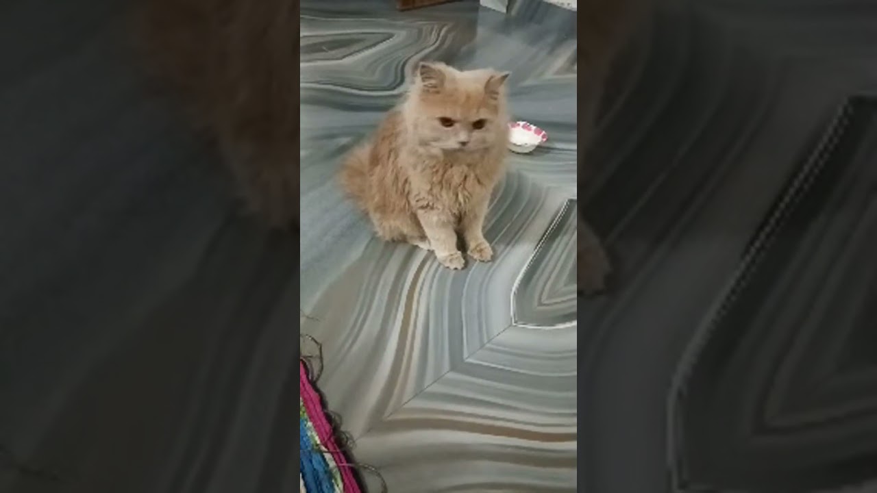 #cat #pihupiyush #cuteanimal #lifeisbutadream #cutecat #cute #haveitoldyoulatelythatiloveyou #cute