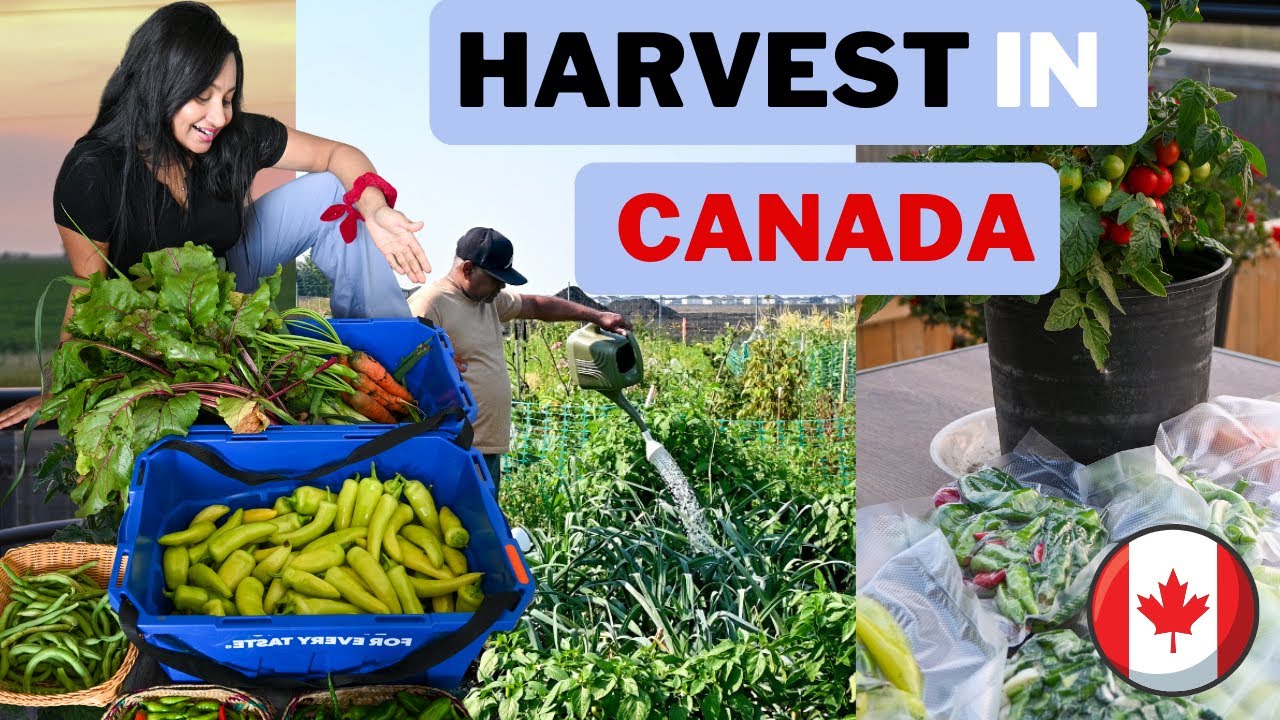 Harvest in Canada 🇨🇦 | මොකද්ද මේ කැනඩා වල තියන Community Garden? ♥️