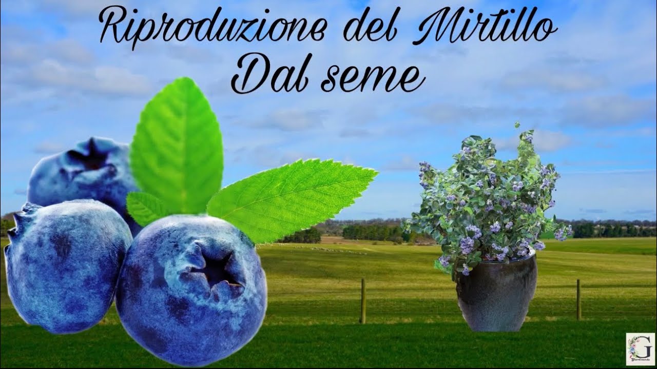 Riproduzione del Mirtillo dal seme