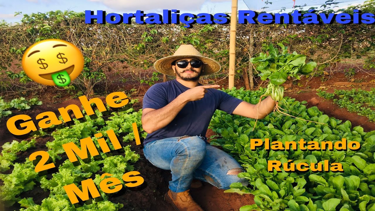 Como Plantar Rúcula | Como Ganhar  2 Mil por Mês Plantando Rúcula