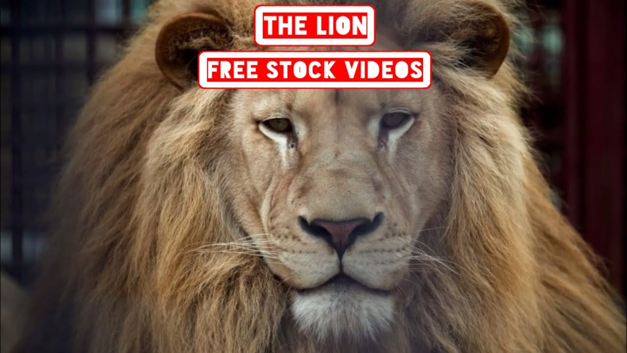 LION | Free Stock Video | No Copyright Video | Royalty Free Video | Lions Free Videos
