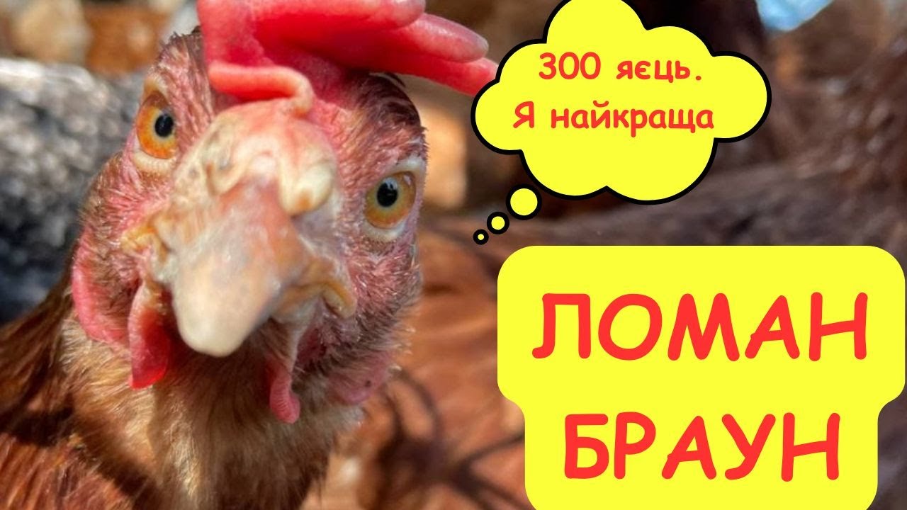 ТОП-3 породи курей для високої несучості: обираємо найкращих