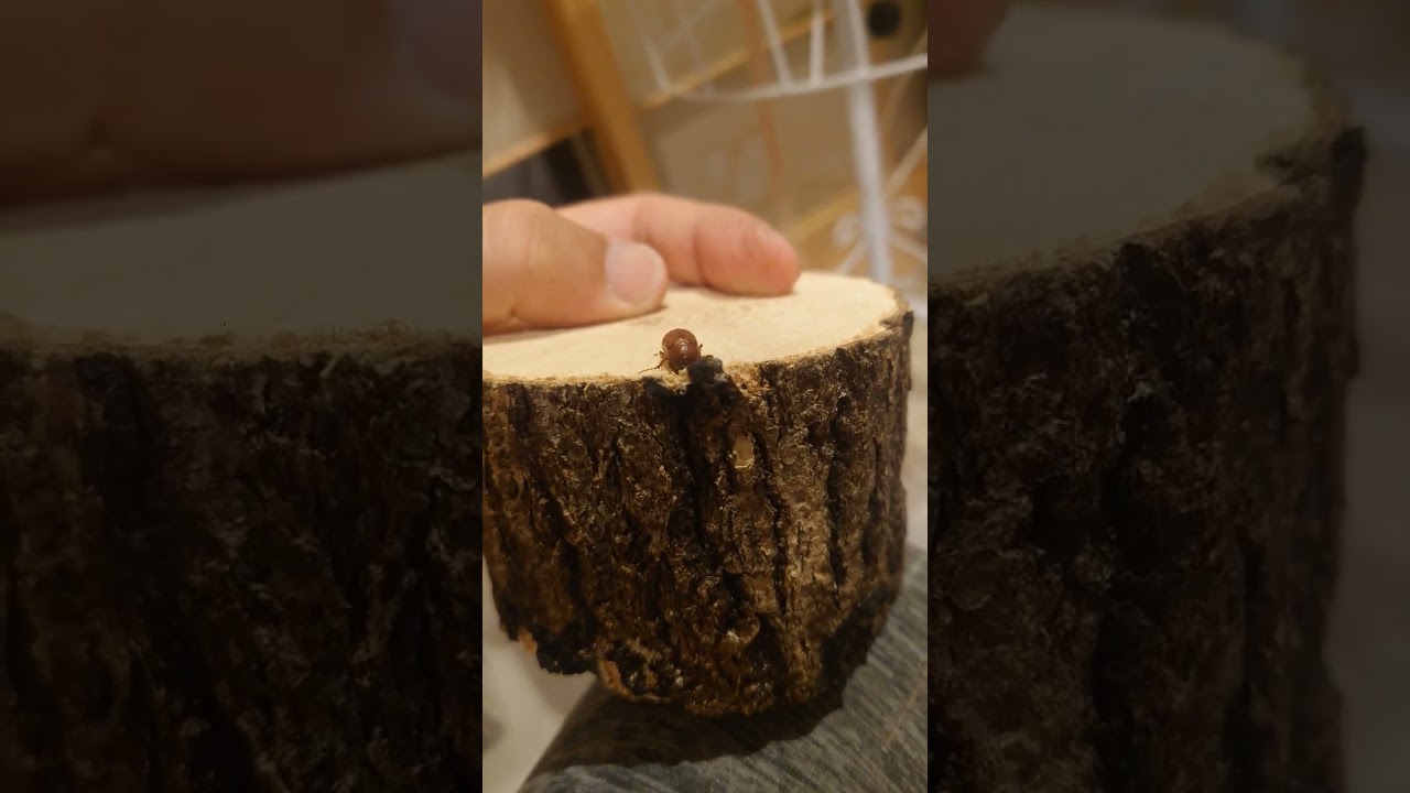 ナガチャイロコガネ　が好きすぎるんです❢