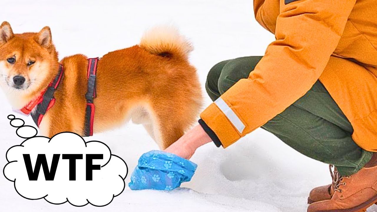 How Your Dog REALLY Sees The Things You Do For Them