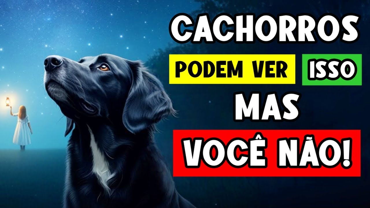 14 Coisas incríveis que seu cachorro consegue ver, ouvir e sentir E VOCÊ NÃO!
