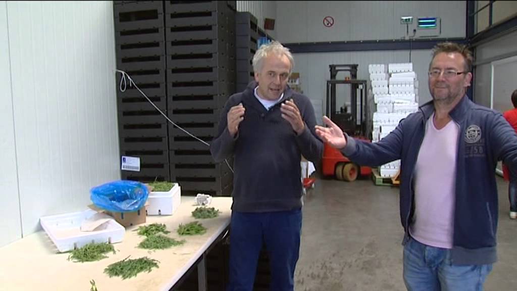 Le marché des salicornes est devenu mondial....