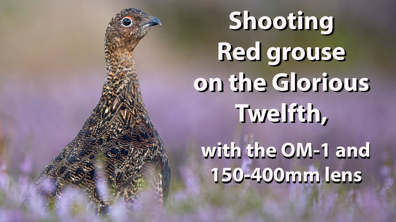 Red grouse in purple heather photography