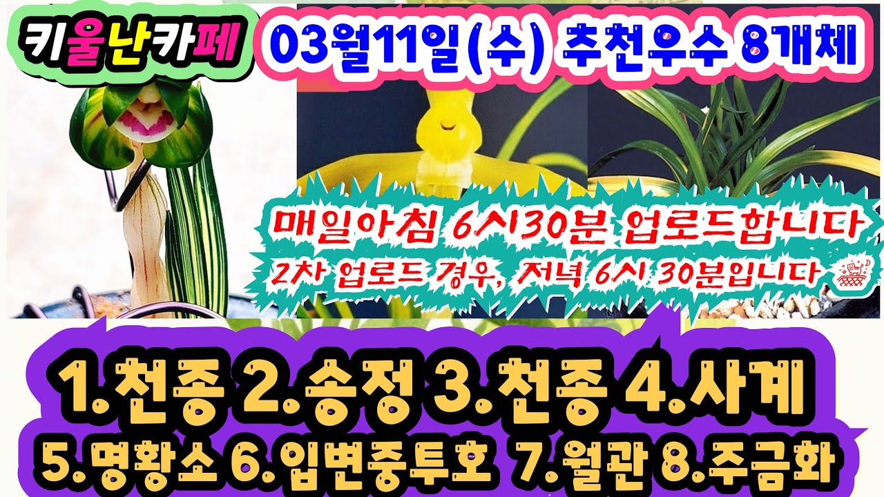 03/11(수) 추천우수 8개체 [1.천종 2.송정 3.천종 4.사계5.명황소 6.입변중투호 7.월출 8.주금화] #orchid 
