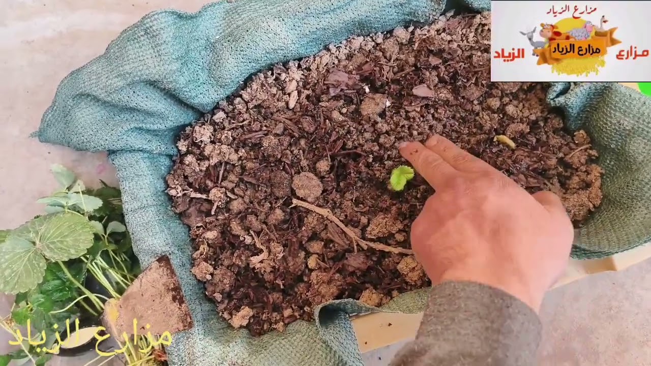 ‏‏نجاح تهجين الفراولة الايطالية .‏ و تحسينها لتتحمل الاجواء العراقية  . . . ‏في ( مزارع الزياد ) 