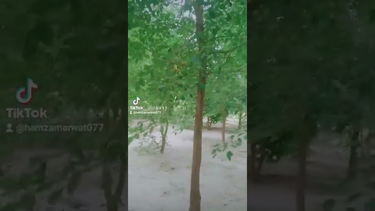sheesham tree in kpk pakistan