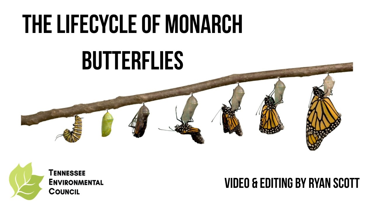 The Lifecycle of Monarch Butterflies by Tennessee Environmental Council & Ryan Scott