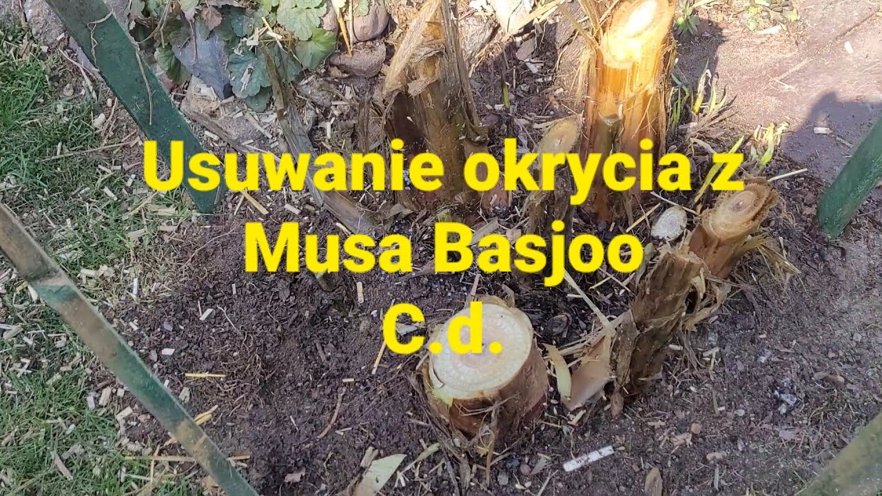 555#. Usuwanie okrycia z Musa Basjoo C.d.