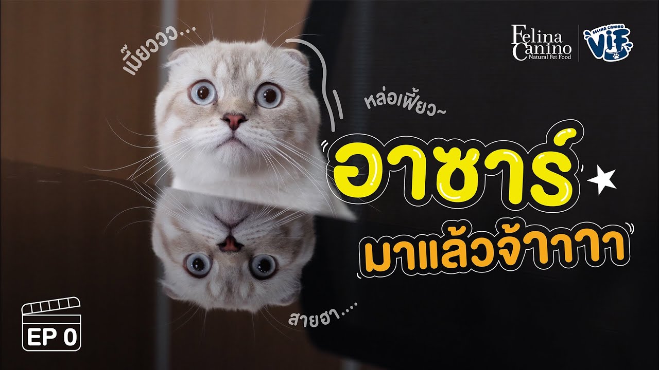 EP 0: ทำงานกับอาซาร์ไม่ยากหรอก 5555 ภายใต้เลข 5 มีน้ำตาซ่อนอยู่