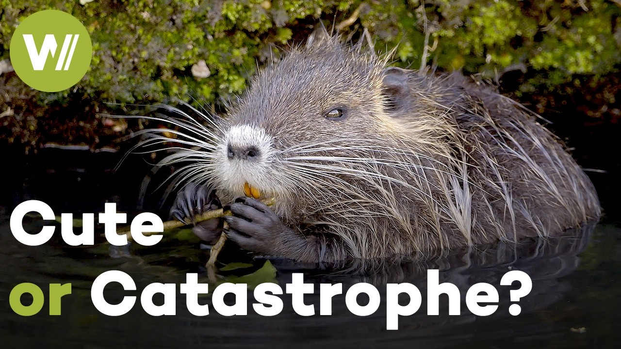 Coypus: How an Invasive Rodent Is Reshaping Europe’s Rivers (Documentary, 2021)