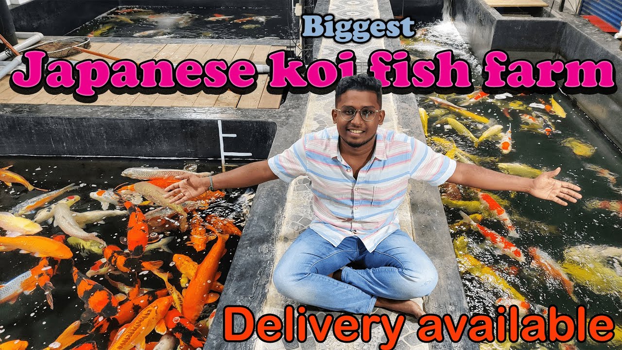 Biggest japanese koi fish farm|2500rs முதல் 50லட்சம்  வரை கலர்மீன்பன்னை|Rare|Aquafarm visit|Xploring