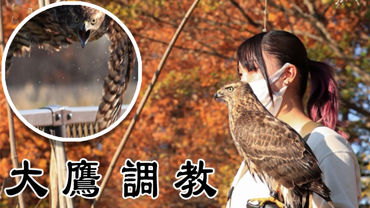 【大鷹】雛から鷹狩成功までの記録【調教】