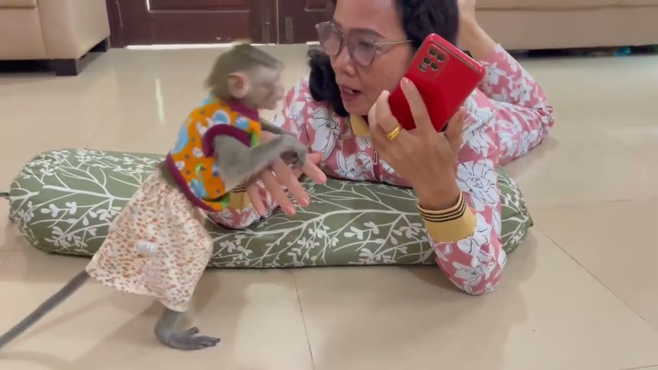 [ Oops..] Koy mnkey want to use Phone & watch movie look like mom 